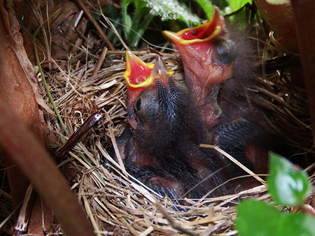 Junco nestlings Baby birds should be left alone in the spring Photo by Linda Shaw