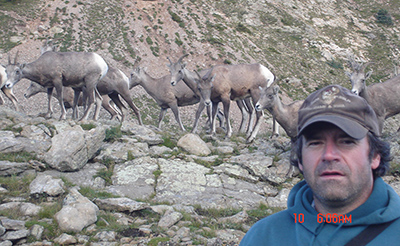 Some trusting Rocky Mountain bighorn ewes pass near Bruning in the Pecos Wilderness