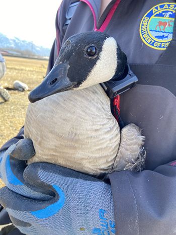 A waterfowl research biologist holds a goose with a solar powered GPS collar