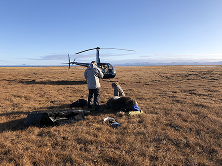 Brynn Parr and Lincoln Parrett standing process a sixmonthold muskox Photo by Russell Rowe helicopter pilot for Bering Air used with permission