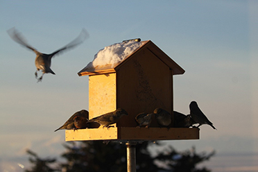 Alaskans love feeding birds in winter but because these feeders attract bears in summer when there is plenty of wild natural food available for birds the feeders come down br