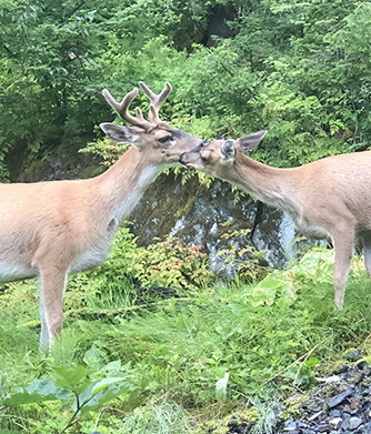 A doe greets a buck in late July The reddish summer coat is shed in the fall for a warmer woollier coat with greycolored hair This buck is in velvet and the antlers are still growing