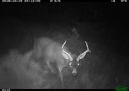 Infrared LED flash renders black and white images when animals are photographed at night