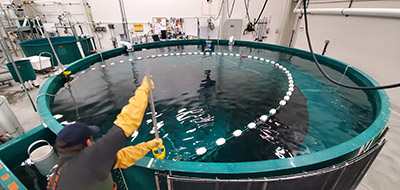 Round tank seining at the hatchery