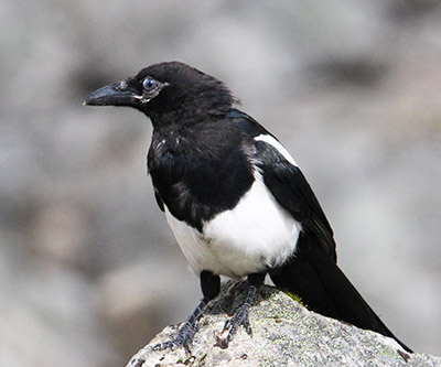 Blackbilled magpie Photo by Arin Underwood
