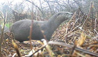 A river otter In early May 2021 rabies was detected in a river otter in Nome The last time a river otter was confirmed to have rabies was in 2000 in an Aleutians East Borough community Photo by Tennie Bentz