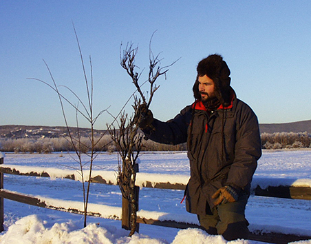 Wildlife biologist Tom Seaton led development of a browse survey technique to measure the biomass of offtake by moose which reflects moose density In this image of Bebb willows the young plant on the left is unbrowsed whereas the older plant on the right has been broomed by moose over several years ADFampG photo courtesy Tom Paragi