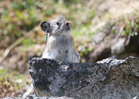 A tagged pika Photo by Kassidy Colson