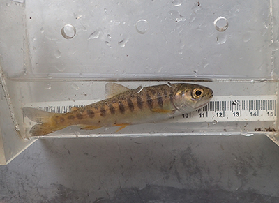 A juvenile Coho salmon caught and released in Cottonwood Slough Photo emCredit M Mazzacavallo ADFGem