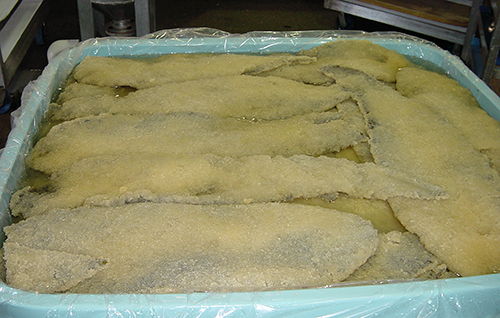 Herring eggs coat kelp blades layered in a tote About 450 pounds of salt are used to brine a tote full of product like this Photo by Bo Meredith