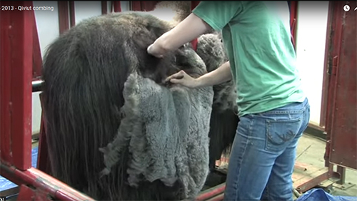 Scarlet a female muskox at LARS is combed in a squeeze chute an animal restraint system designed to keep animal and handler safe A longtoothed comb teases the qiviut out through the guard hair Large lsquofleecesrsquo can be combed from the sides and shoulders A still from the LARS combing video used with permission