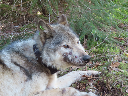 Wolf 202401 shortly after being colllared