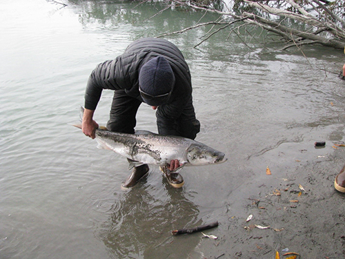 Sheefish sampled for genetics at the Big River spawning location