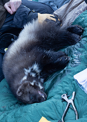 A wolverine is equipped with a GPS collar and carefully processed Processing involves taking measurements and samples and tagging the animal so it can be identified ADFampG researchers collared wolverines in GMU 14C the Anchorage area including Chugach State Park and Joint Base Elmendorf Richardson in the winter of 20222023 The collars enable them to track the animals to learn about their movements and home ranges Photo by David Saalfeld