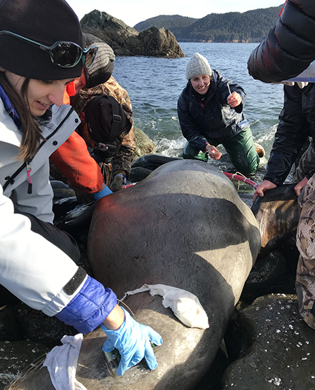 Sometimes we work with what we have Rehberg said This sea lion moved to the surf edge after darting and the tide was moving in so we all pitched in to do what39s possible safely with the time we had Michelle Shero holds a satellite tag in place while Mandy Keogh kneels in the surf to collect samples This sea lion was injected with reversal drugs immediately after our shortened processing work to wake her This was our last capture of the trip