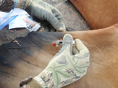 A small satellite tag is attached to a sea lion39s flipper in similar fashion to plastic numbered cattle tags These are not as accurate nor provide as much information as the larger tags glued to the fur However they will stay attached through the annual fur molt and are programmed to last much longer Six of the seven flipper tags are still on the air one year later