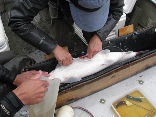 Surgically implanting a radio transmitter into a sheefish captured at the mouth of East Fork Kuskokwim River