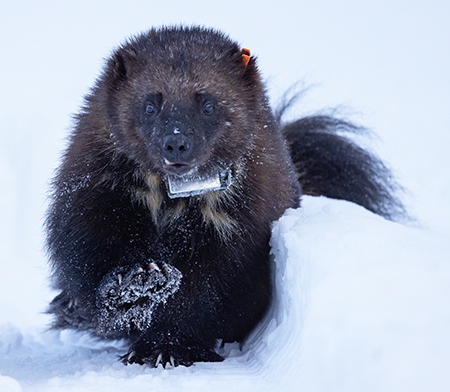 A collared and tagged wolverine is released Photo by David Saalfeld