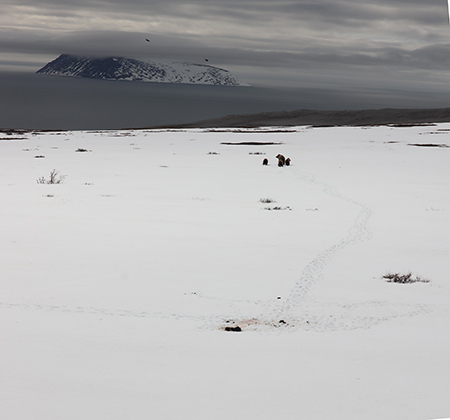 A sow grizzly bear also called brown bear with three cubs walks away from a muskox calf kill site in the foreground