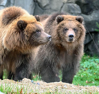 Jess and Tim Photo courtesy Brookfield Zoo and Chicago Zoological Society