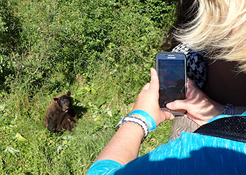 A black bear at the Mendenhall Glacier Wildlife viewers benefit from sound wildlife management just as quotconsumptivequot users do