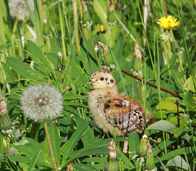 A grouse chick Fledgling birds learning to fly are easy marks for cats Photo by Arin Underwood