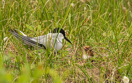 An Aleutian tern and chick Tern nests are on the ground and inconspicuos Photo by Kate Persons