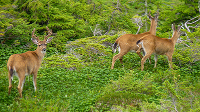 Bucks with antlers in velvet in the alpine Photo by Steve BethuneADFampG