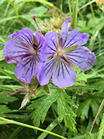 Wild geranium Photo by   Frank Bergougnou