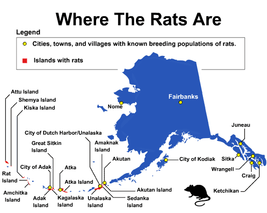 This graphic offers good info but two points need updating   rats were once documented at the Fairbanks landfill but as of 2020 there is no evidence that a breeding population of rats exists in Fairbanks Rat Island in the western Aleutians is now rat free
