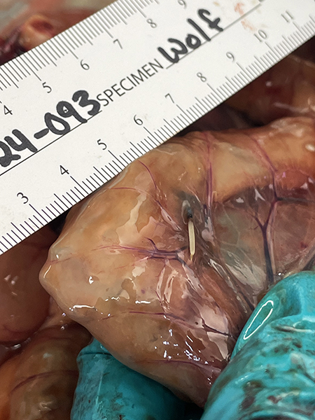 The necropsy revealed this porcupine quill puncturing the wolf39s intestine  a fatal injury  but one of many factors contributing to this wolf39s demise