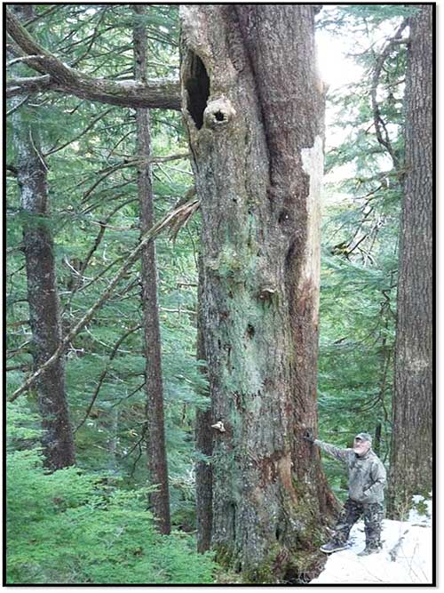 Porter next to a tree with an elevated den in a cavity visible near the top of the picture This den will not likely be buried in snow