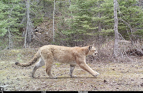 A trail camera in Southern British Columbia captured this picture of a mountain lion in April 2024 Photo courtesy Garth Mowat Wildlife and Biodiversity Branch Ministry of Water Land and Resource Stewardship