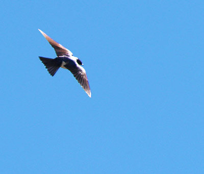 A swallow in flight catches the sun Photo by Arin Underwood
