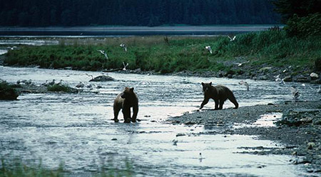 Pack Reek bears Photo by John HydeADFampG