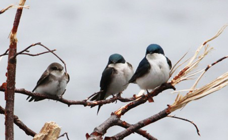 A pair of Tree Swallows on the right with blue caps and a Bank Swallow left with the characteristic quotnecklacequot against its white breast Photo by Arin Underwood