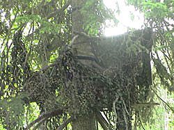 Poorly constructed tree stand