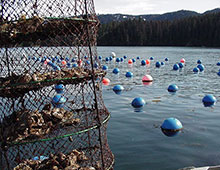Longlines and a lantern net on an oyster farm in Southcentral Alaska