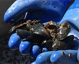 Mussels produced on an Alaskan aquatic farm