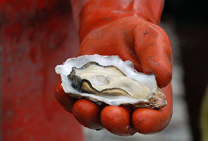 A Pacific oyster on the half shell