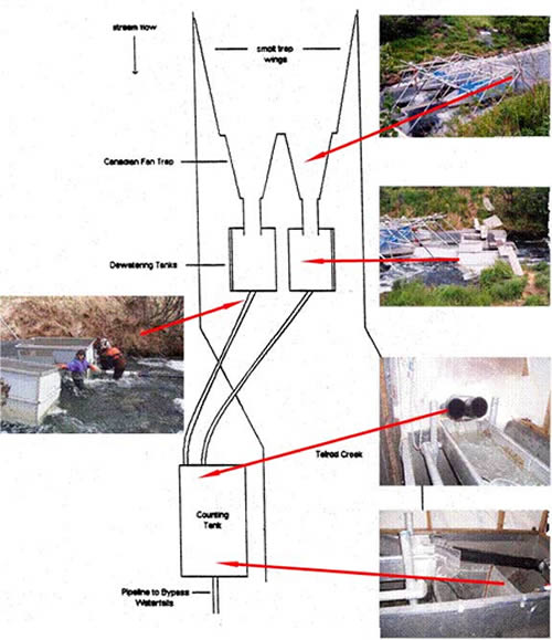 Schematic of the trapping system and pictures of the Canadian fan traps dewatering tanks pipeline the counting tank and the research team connecting the pipeline to the dewatering tank