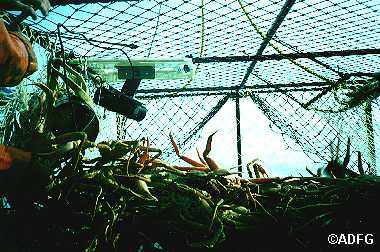 7quot escape mesh comprising 13 of a vertical plane of a Tanner pot