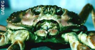 Hybrid crab C bairdi X C opilio