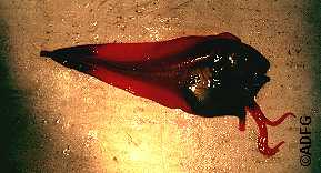 Red Snailfish showing the ovipositors that exude eggs into the branchial chambers of large lithoid crabs