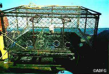 Crab pot with 5quot escape rings placed in the vertical plane