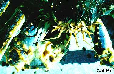 Blue king crab