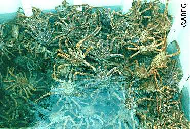 Golden king crabs caught during the 1991 commercial fishery