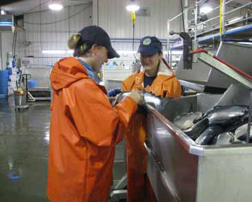 Collecting sockeye scale samples at Larsen Bay