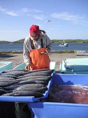Sampling sockeye salmon at a processing plant in Alitak