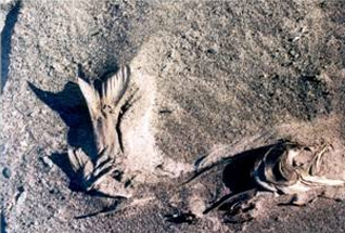 The beauty of dead fish